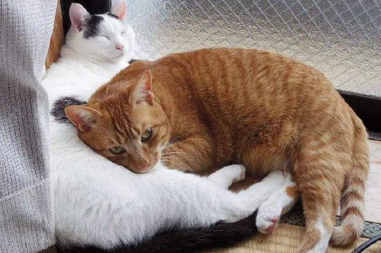 猫咪在被窝里睡觉会不会闷死