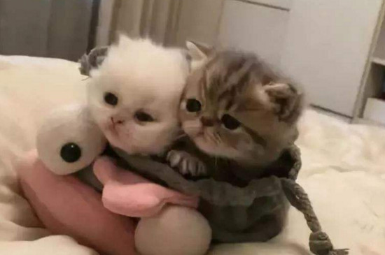 一个半月的小猫怎么养