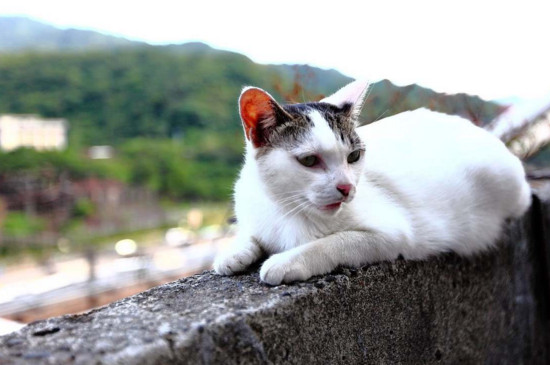 母猫生产前会一直叫吗