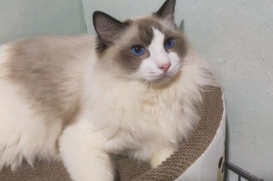 猫食欲不振消瘦嗜睡怎么治疗，总睡觉不吃喝可能有肠胃炎