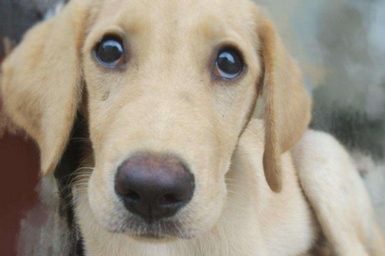 边境牧羊犬和拉布拉多哪个好，拉拉沉稳听话更好养
