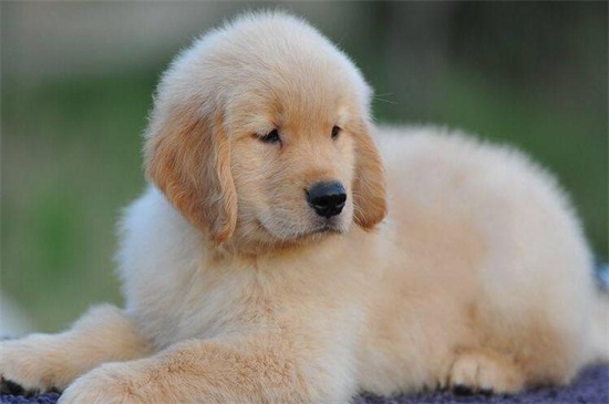 金毛幼犬怎么养