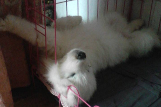 小狗怕热吗