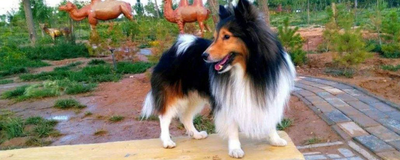 喜乐蒂牧羊犬咬人吗