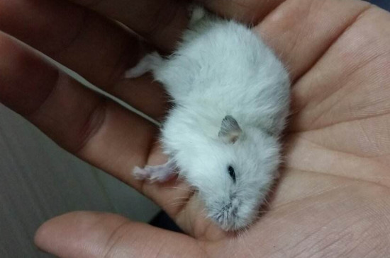 仓鼠死了怎么可以救活