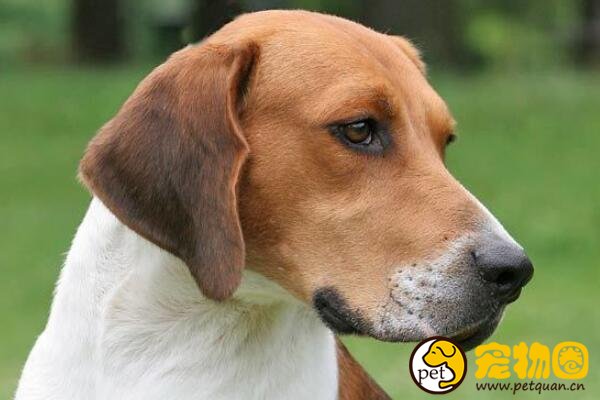 哈利犬是小型犬里的长寿老人，平均寿命长达20年