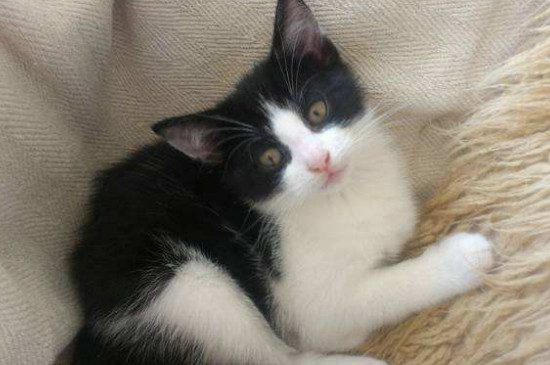 猫咪拉屎不成形很臭