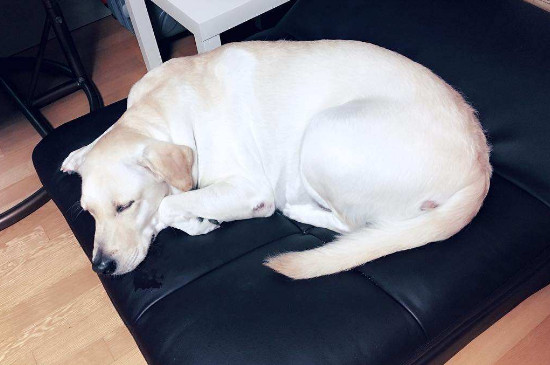 狗狗突然严重流口水