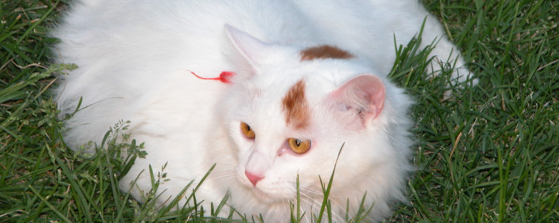 土耳其梵猫和土猫区别