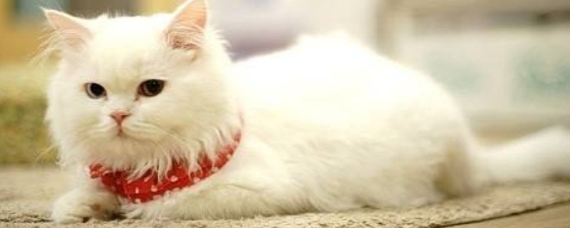 猫会撑死吗