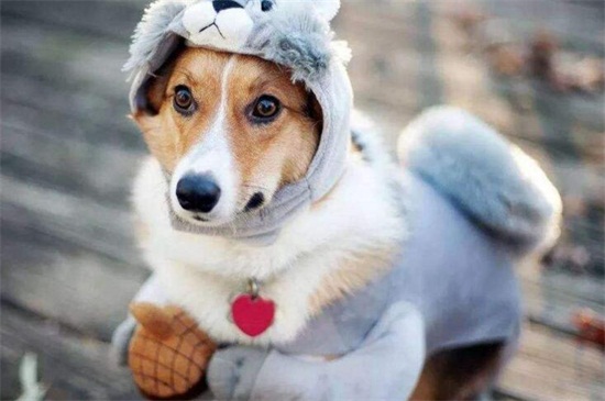 打狂犬疫苗注意事项，饮食营养均衡还要适当运动