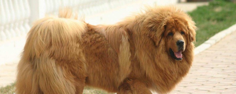 藏獒能打败狮、虎、熊等大型猛兽吗