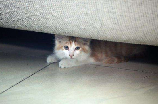 猫关禁闭一般多久