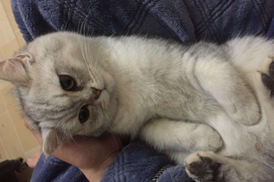 短毛猫怎么过冬