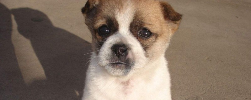 狗为什么不能吃花生