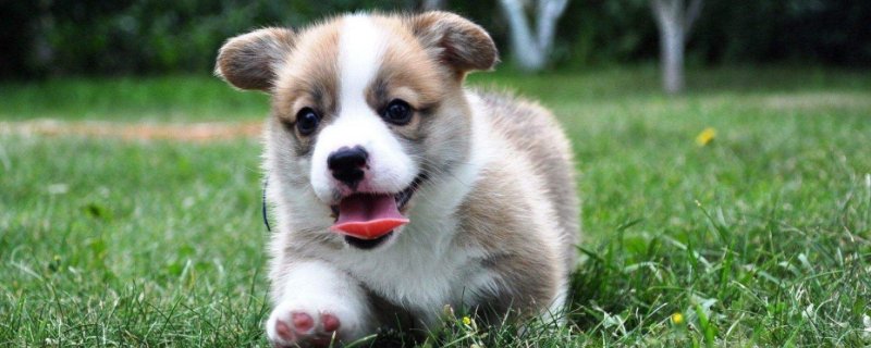 柯基犬食谱，柯基犬的营养饭怎么做