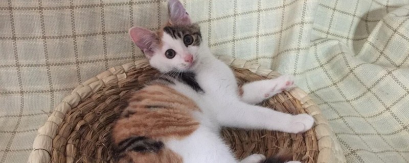 小猫不爱动什么原因