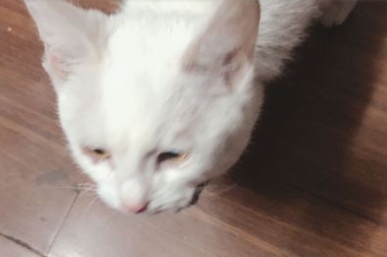 四个月的猫咪多少斤