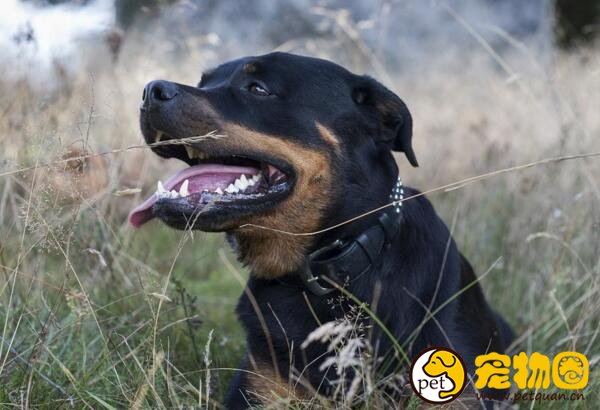 罗威纳犬容易训练吗，不适合新手饲养的猛犬
