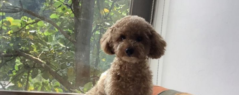 泰迪身上有味道