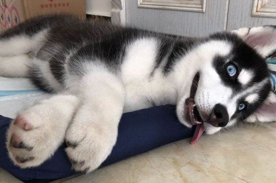哈士奇呕吐是什么原因