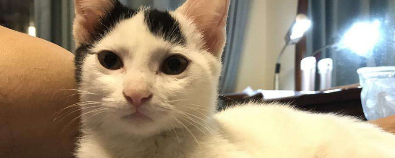 猫猫讨厌一个人的表现