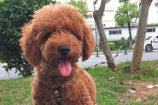 泰迪的鼻子从黑变棕