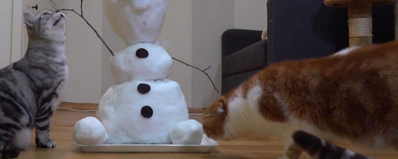 把猫打了一顿会怎么样