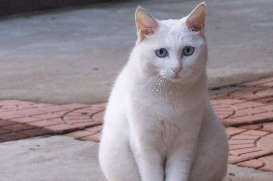 猫腹部积水是什么症状