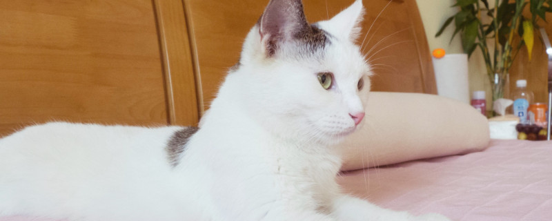 猫咪大宠爱驱虫后死了