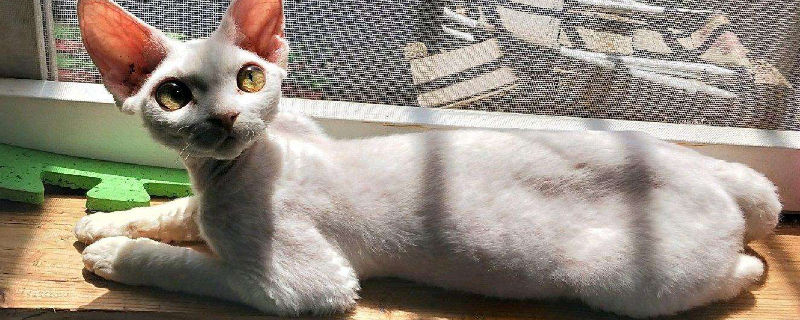 什么品种猫掉毛少