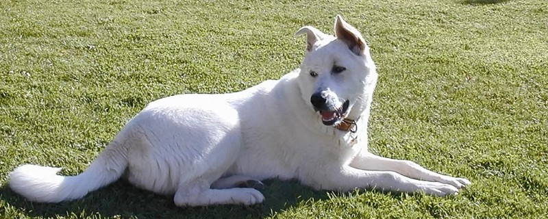 卡南犬值多少钱一只，卡南犬图片和价格信息