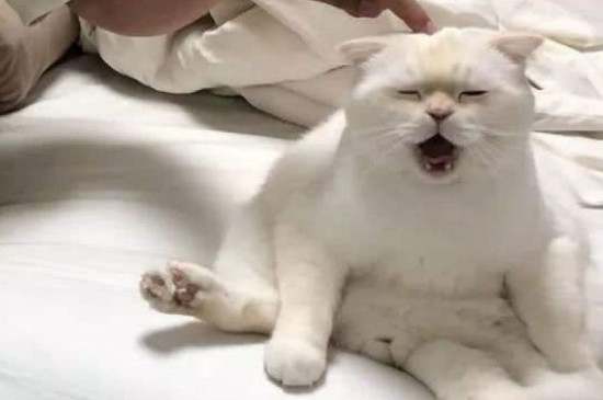 猫为什么会用头蹭手