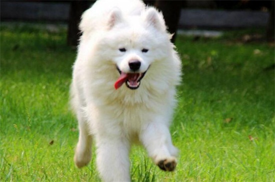 萨摩耶犬好养吗，好养但要注意定期清理毛发
