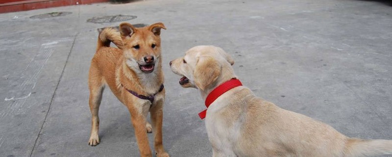 土狗为啥不用挤肛门腺