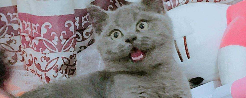 猫有分泌物了多久生
