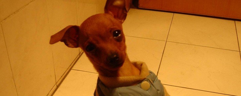 小鹿犬认主人吗
