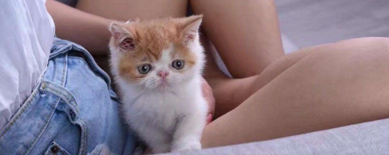 养加菲猫的好处