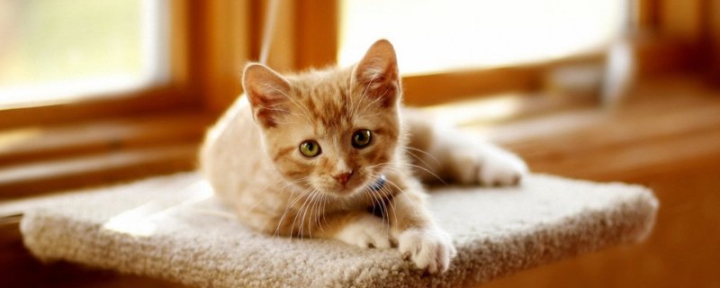 猫咪一动不动只剩呼吸