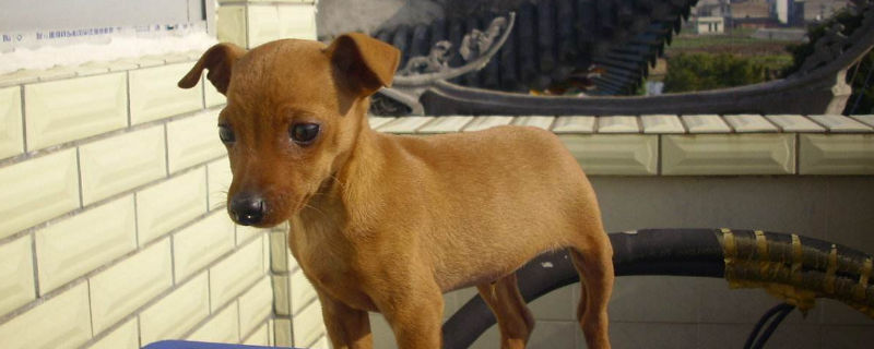 两个月的小鹿犬发抖