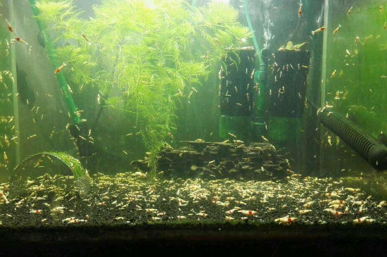 水晶虾怎么养才能爆缸