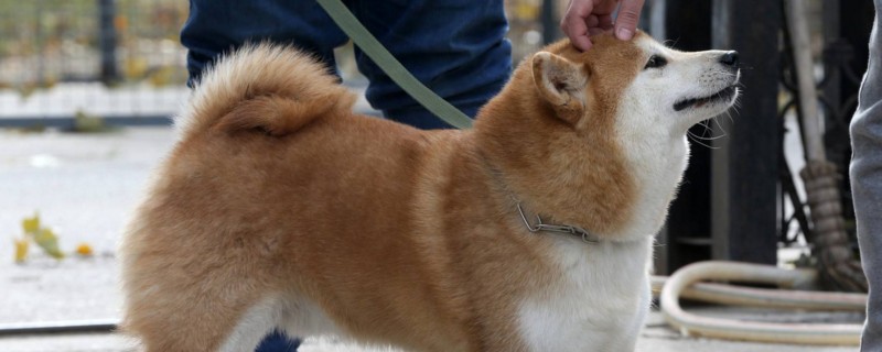 狗脑震荡能自愈吗