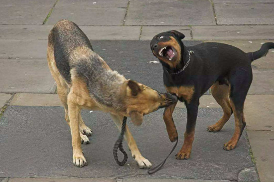什么狗不用办狗证，禁养犬无法办理狗证
