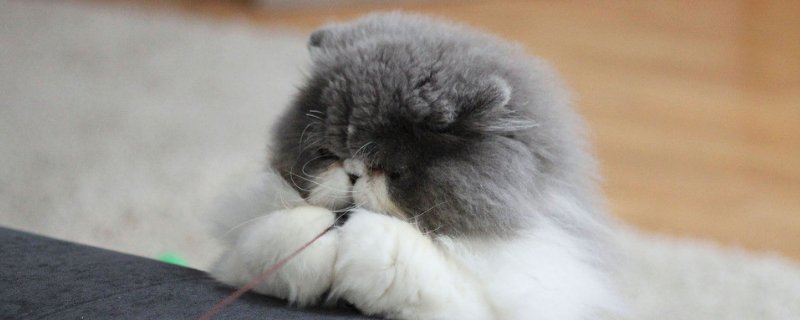 猫咪食欲下降但很精神