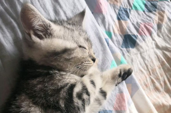 猫后腿骨折
