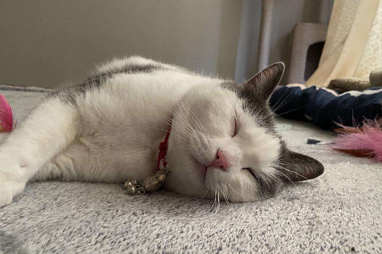 猫条可以天天喂吗