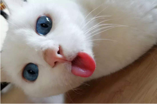猫像狗一样吐舌头喘气