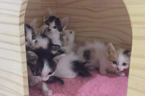 女人养猫的好处