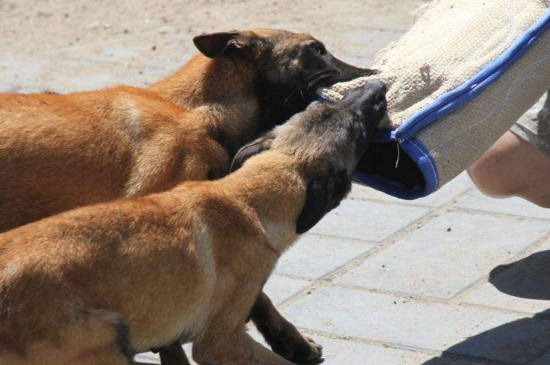 马犬看家护院怎么样
