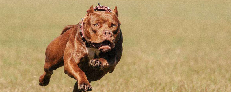 比特犬攻击主人吗